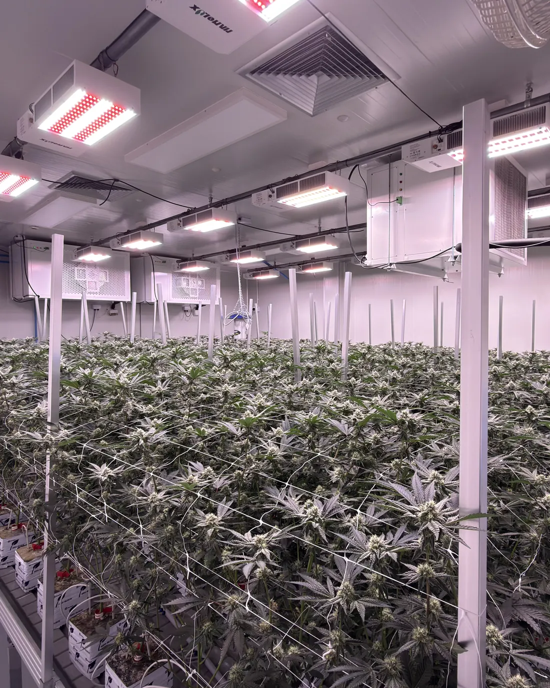 Комната цветения Blossom Farm: растения на ранней стадии цветения под LED, с сеткой и линиями полива